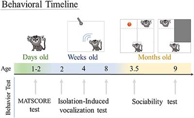 Advancing Autism Research From Mice to Marmosets: Behavioral Development of Offspring Following Prenatal Maternal Immune Activation
